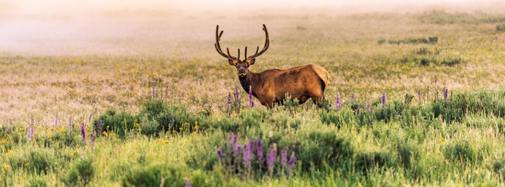 Game & Fish Super Tag brings in nearly a mil’ White-tailed deer Elk Buckrail - Jackson Hole, news