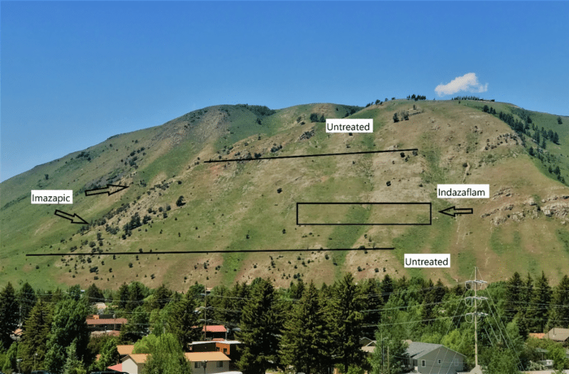 Score one for the good guys in the battle against cheatgrass   Buckrail - Jackson Hole, news