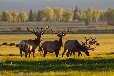 Wildlife season is coming up. Go on safari.   Buckrail - Jackson Hole, news