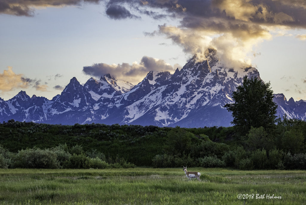 A pronghorn against a cloudy backdrop of the Grand. Photo: Beth Holmes
