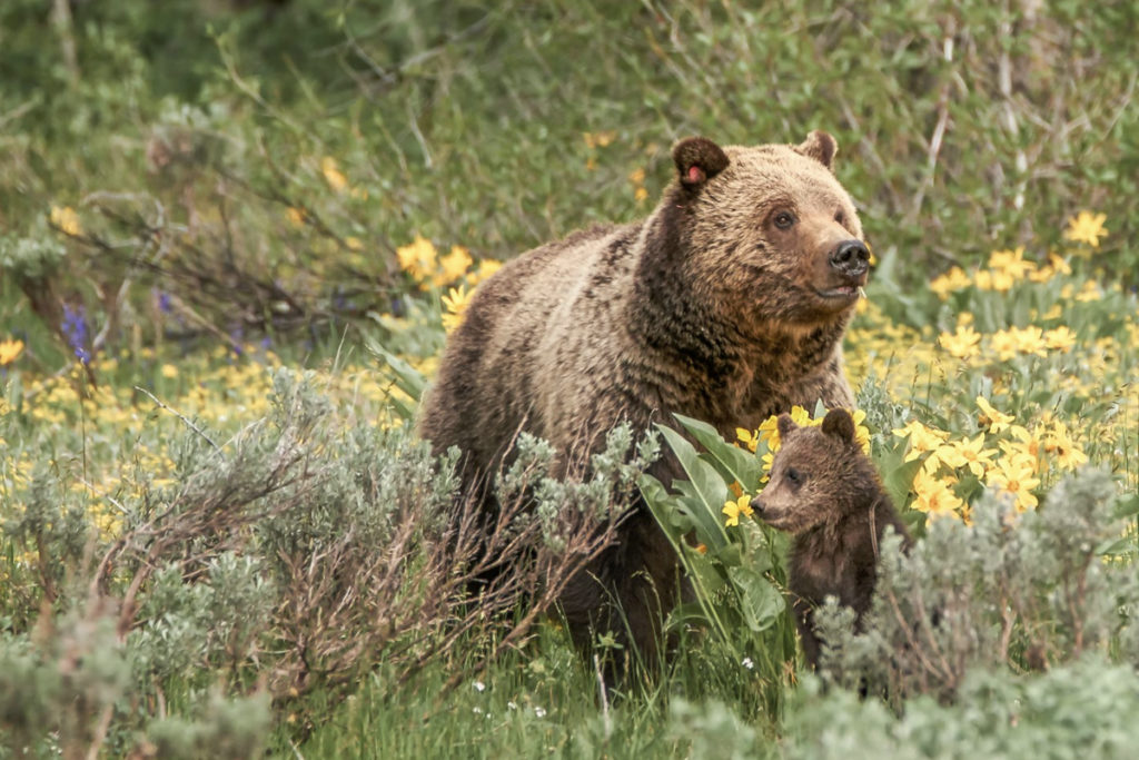 Mama bear and cub. Photo: Juan David