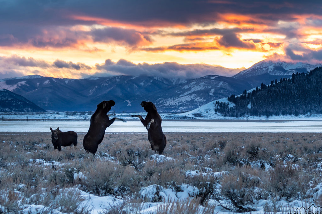 Moose square off during a disagreement at sunset. Photo: Kell Benson