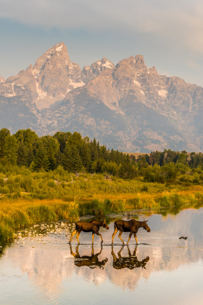 Moose crossing. Photo: Stephen Shelesky
