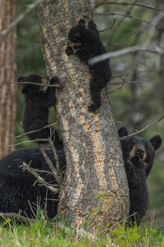 Bear cubs playing around in Yellowstone National Park. Photo: Tanner Perkes