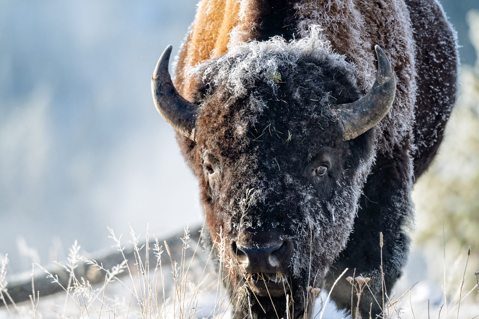Early morning frost on a bison. Photo: Amy Ames