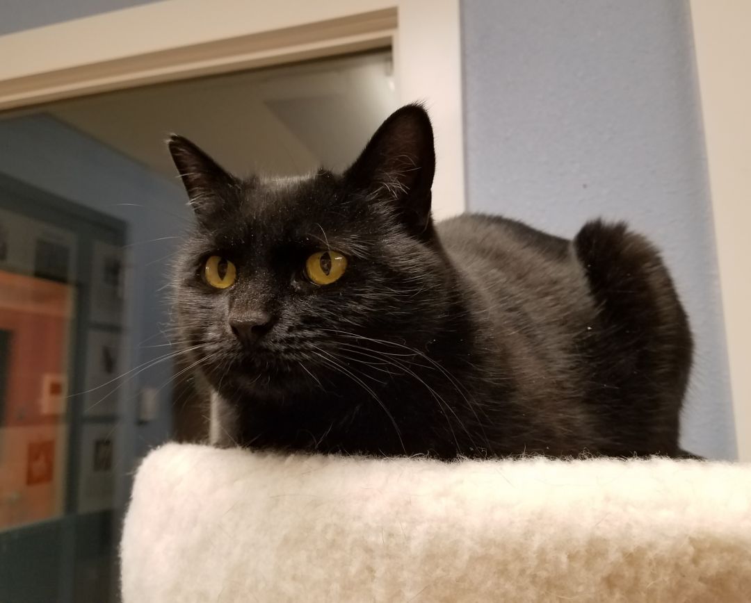 British Shorthair - Chartreux