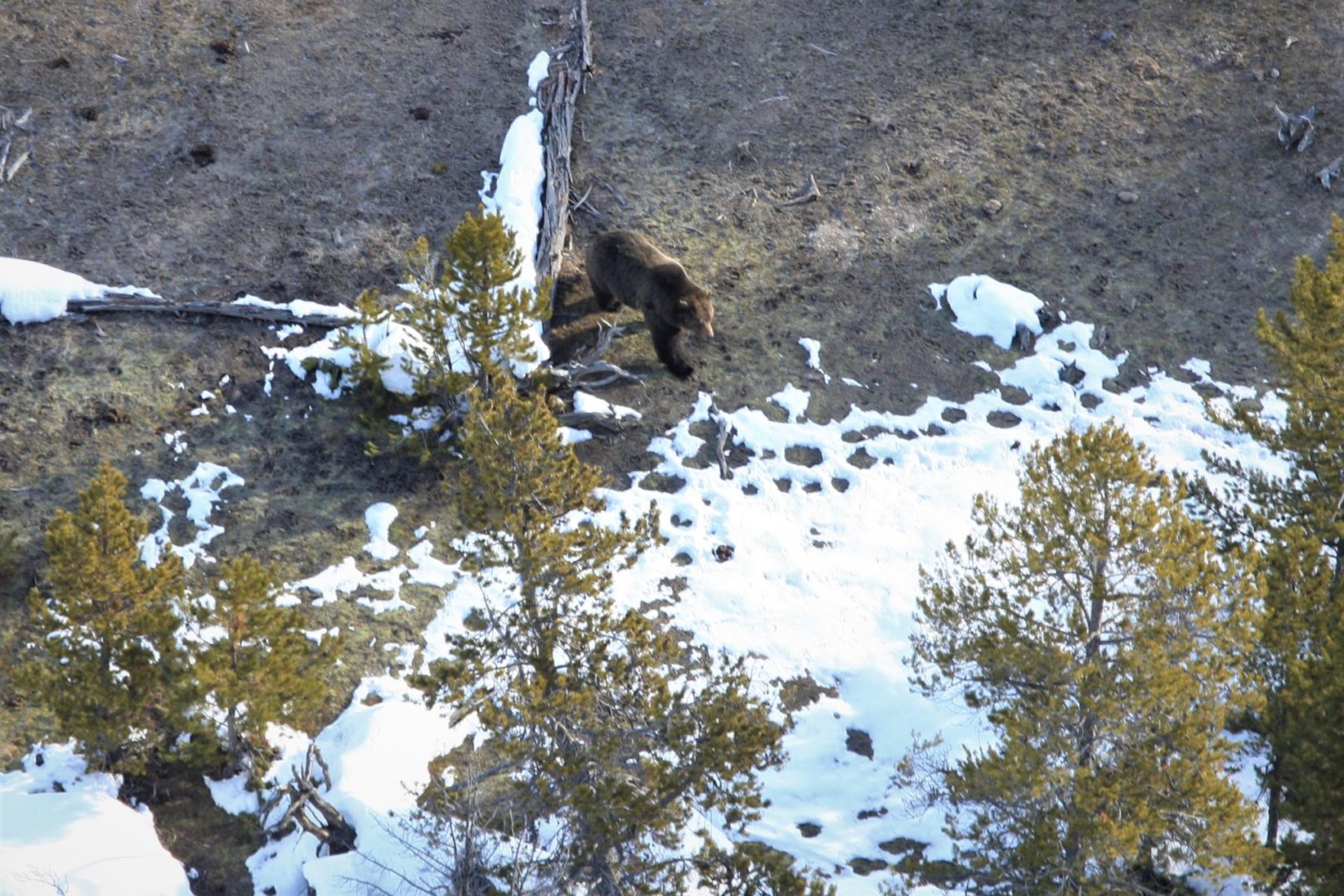 Mammoth - Grizzly bear