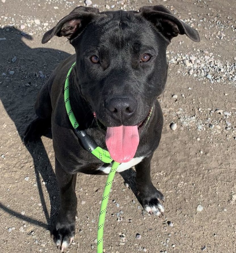 Dog breed - American Pit Bull Terrier