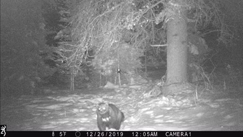 BrushBuck Wildlife Tours - Wolverine