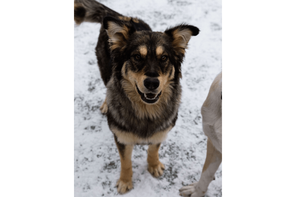 Shiloh Shepherd Dog - Jackson
