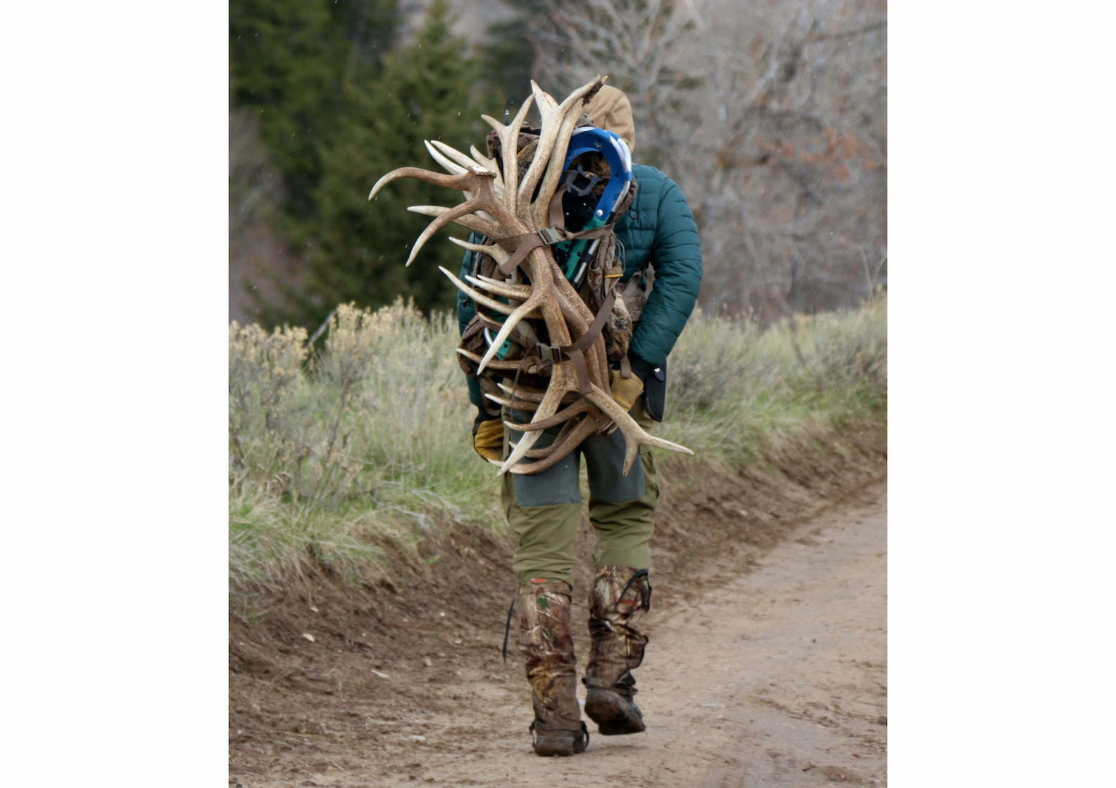 Game wardens crack down on antler hunting violators