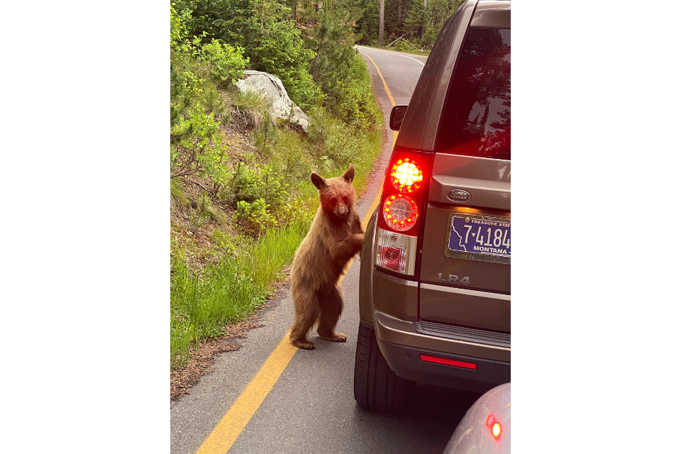 Grand Teton National Park - Yellowstone National Park