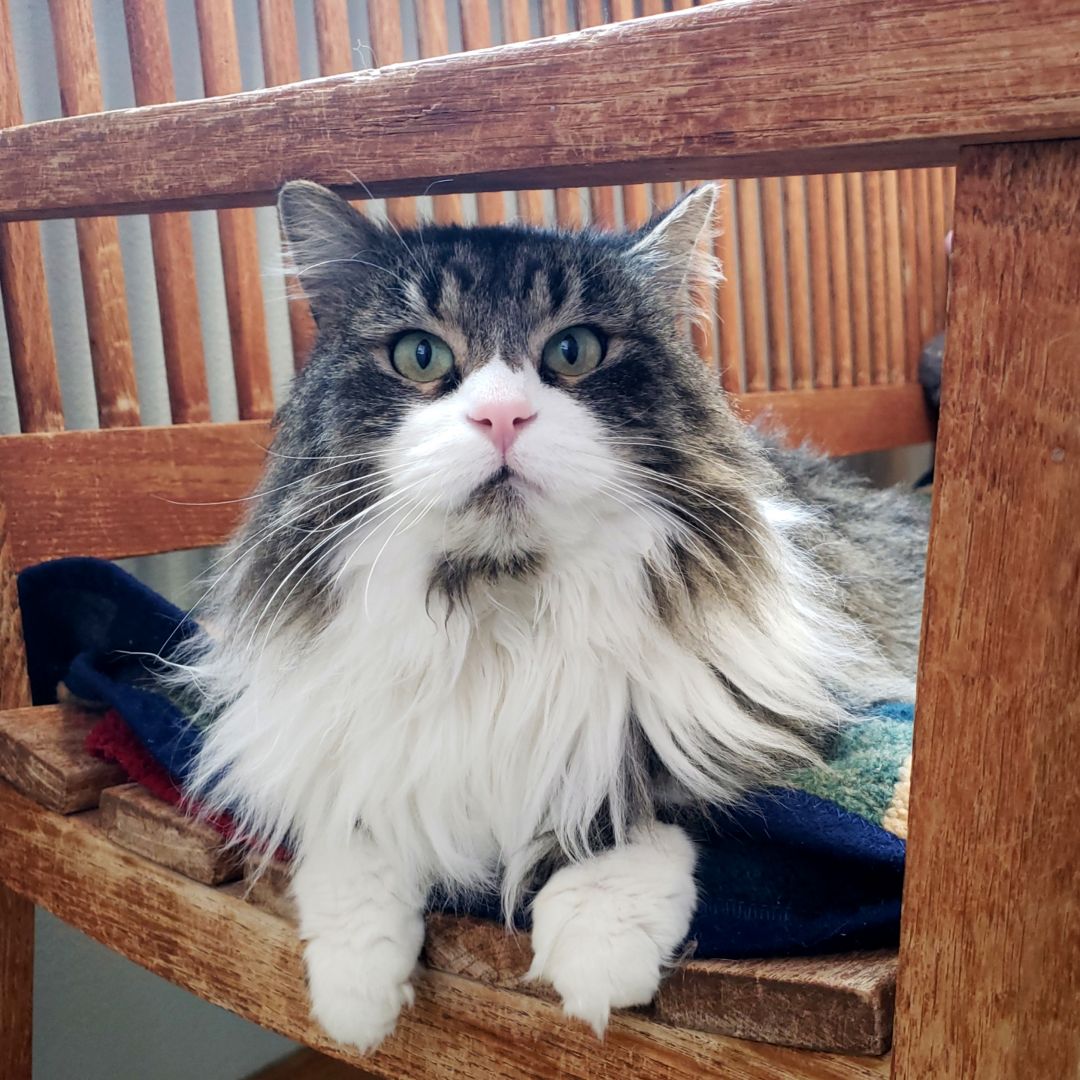 Alpine - Whiskers