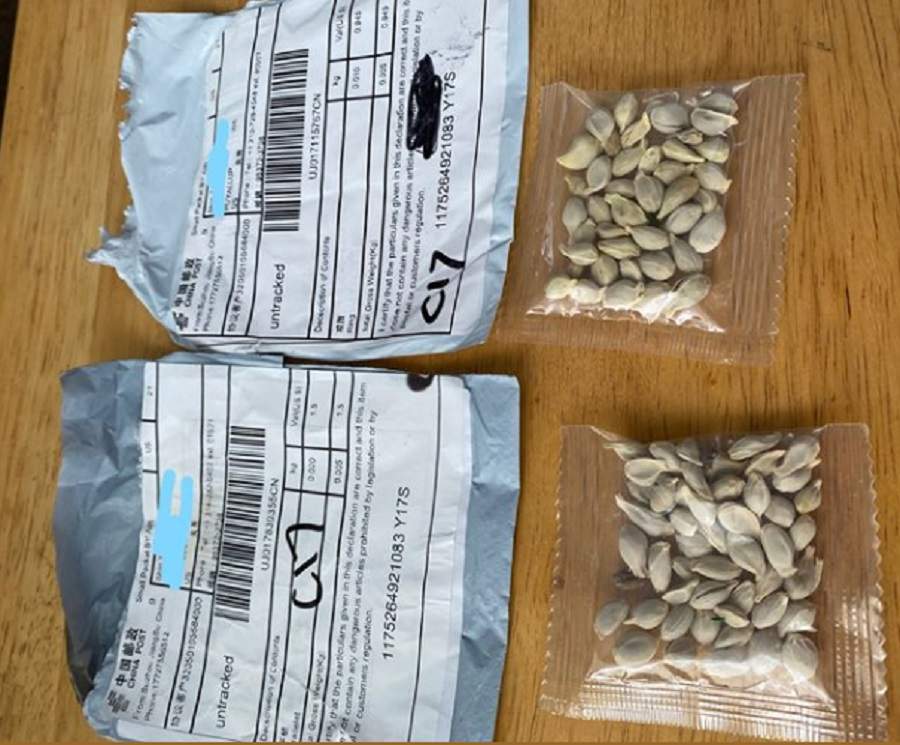 China - Seed