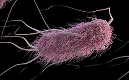 E. coli - Bacteria