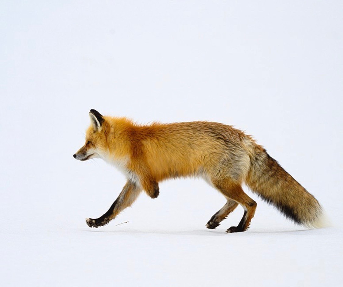 Red fox - Fox