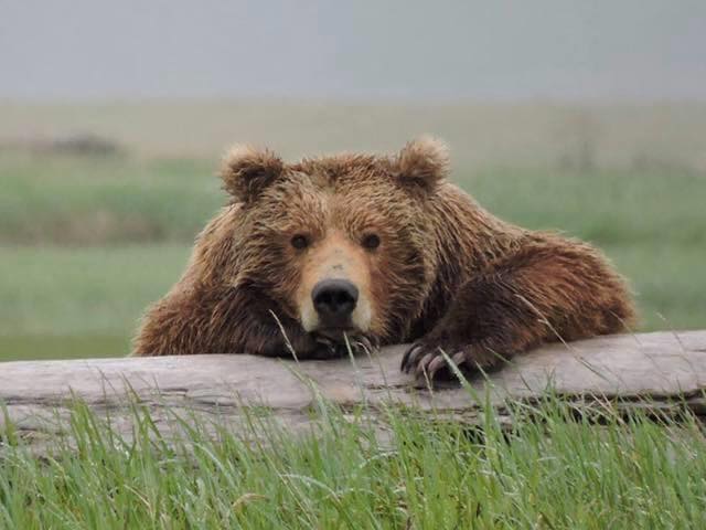 Yellowstone National Park - National Park Service