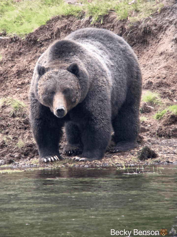A grizzly bear took down a bull elk in the Yellowstone River on Sept. 18 Photo: Becky Benson