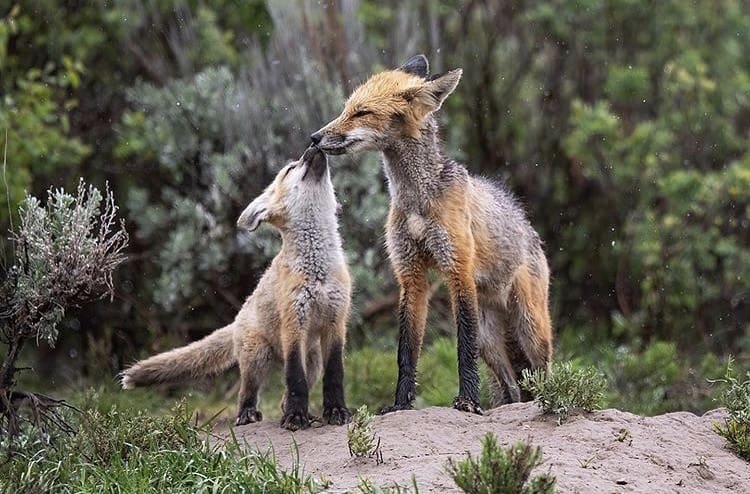 Photo: Savannah Burgess // @savannahrosewildlife