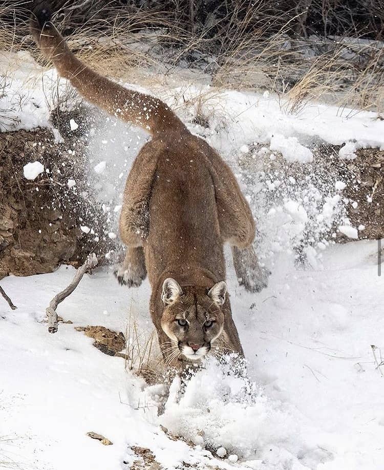 Photo: Savannah Burgess // @savannahrosewildlife