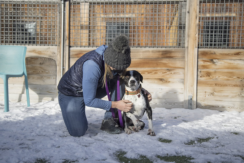 Austin, Mixed Breed, 4 Yrs, Medium Sized, Male