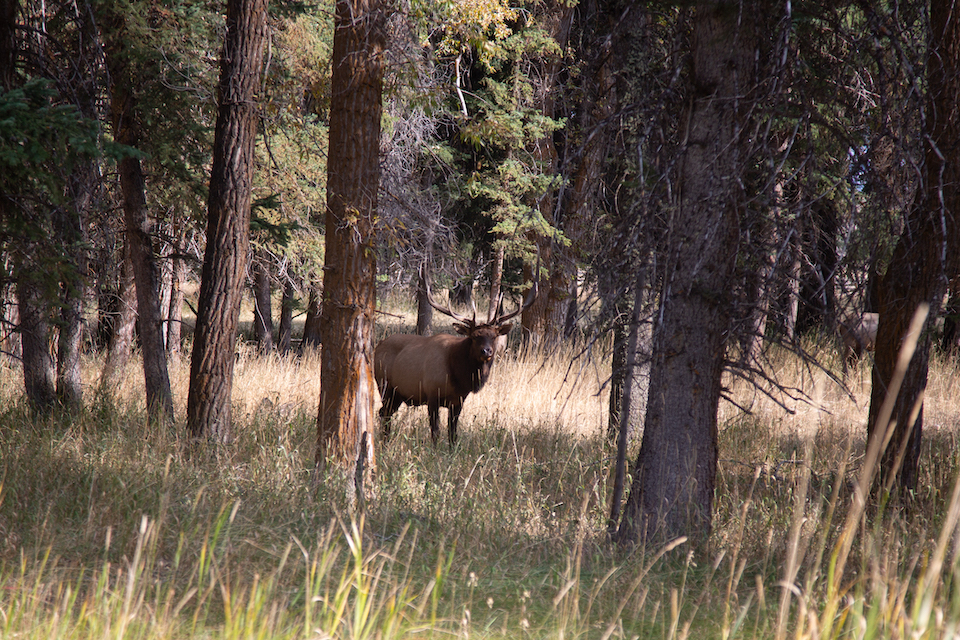 12-Bull Elk