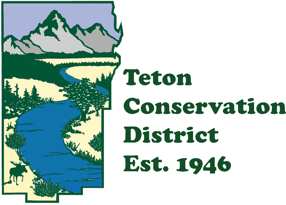 TCD_Logo_transparent_greentext