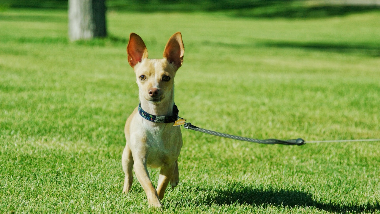 Lupine, now named Chewy Louie, on the road to recovery in Teton Valley. Photo: Ben Dann
