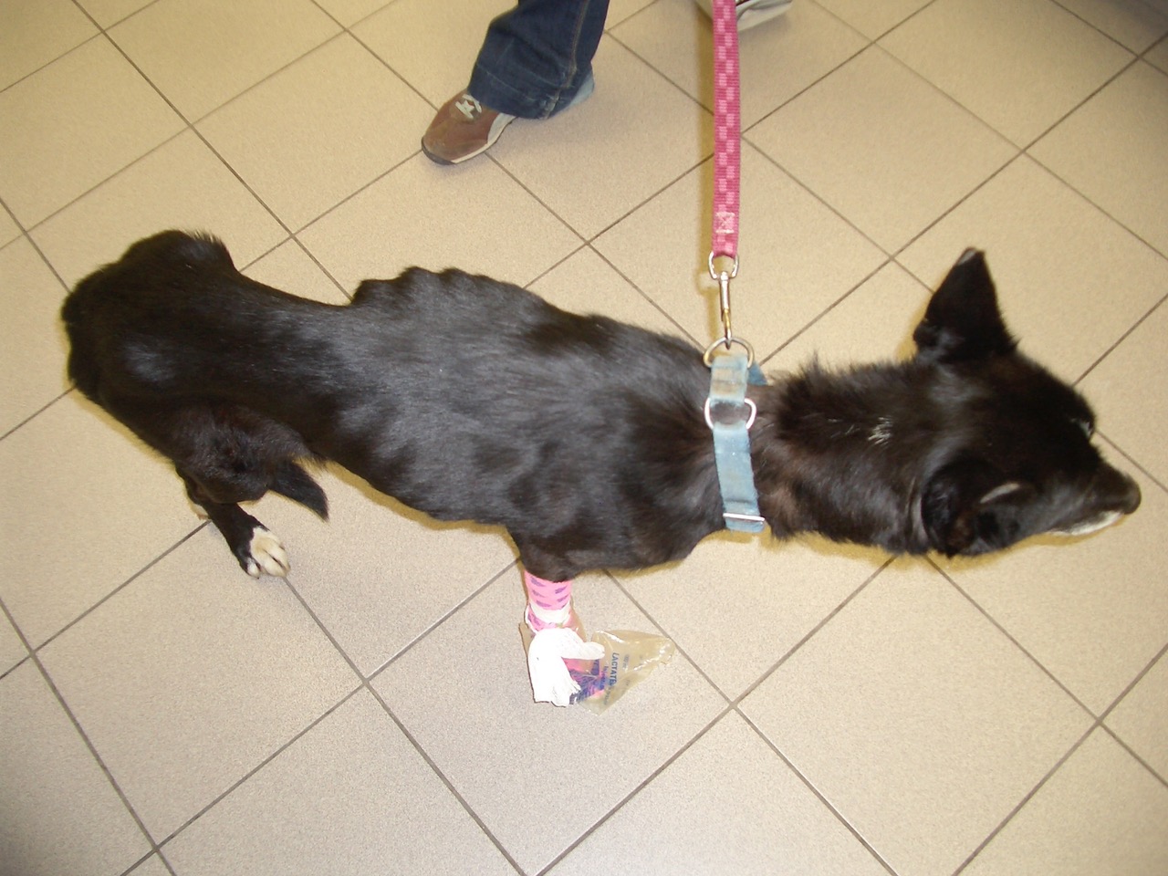 Flash at the vet on the day she was rescued. Photo: AAC