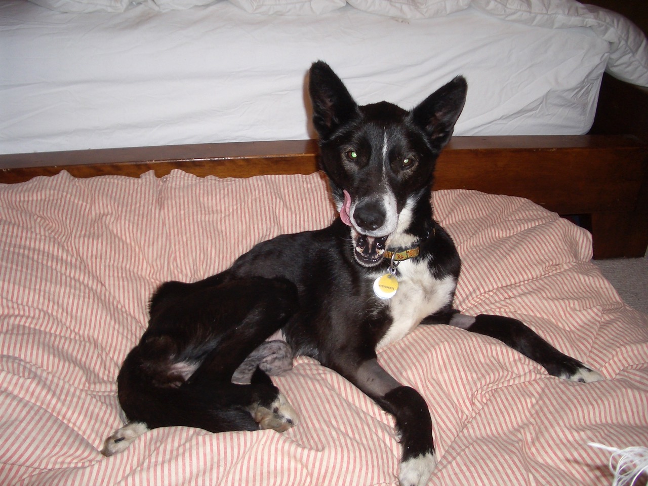 Flash recovering from orthopedic surgery. Photo: AAC