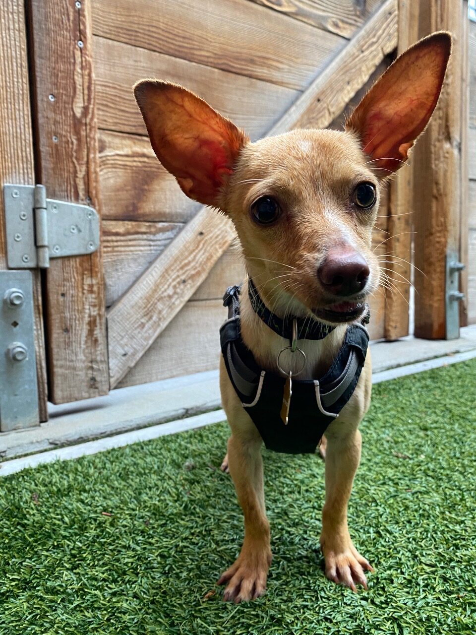 Lupine arrives at the AAC from Texas thanks to Dog Is My Copilot. Photo credit: AAC