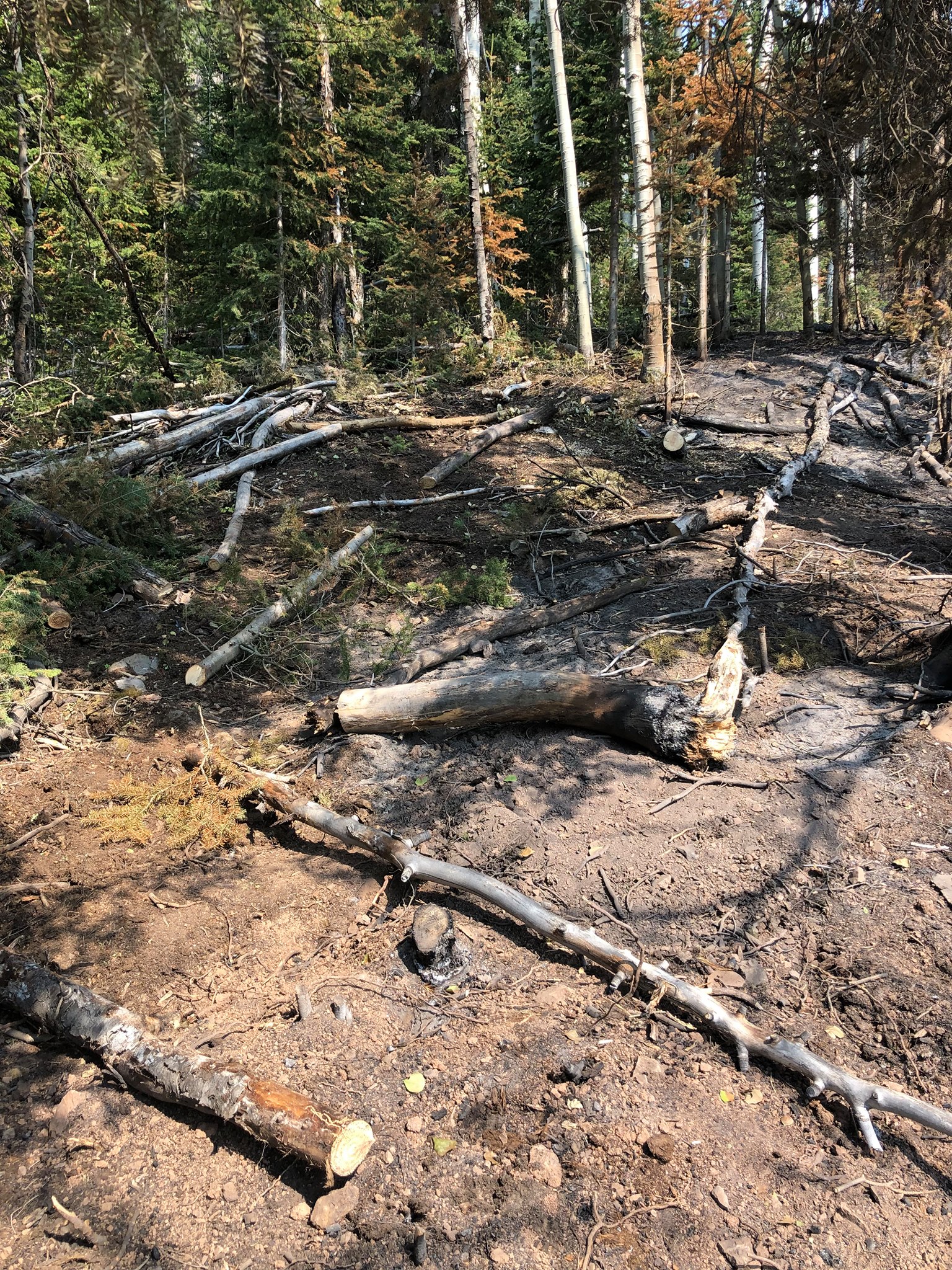 An area of line construction after rehab. Photo: Courtesy of U.S.F.S.