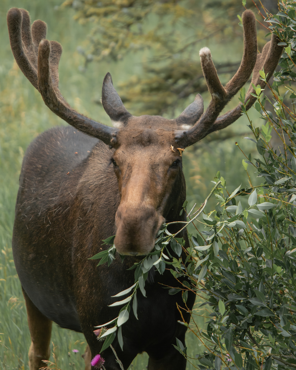 A male moose feeds in the early evening. Photo: Keegan Rice