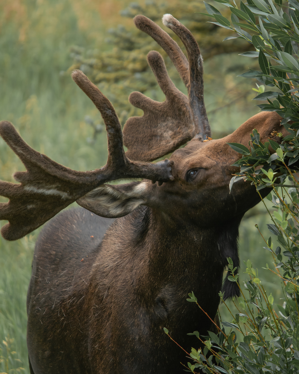 The velvet covering on the antlers promotes growth. Photo: Keegan Rice