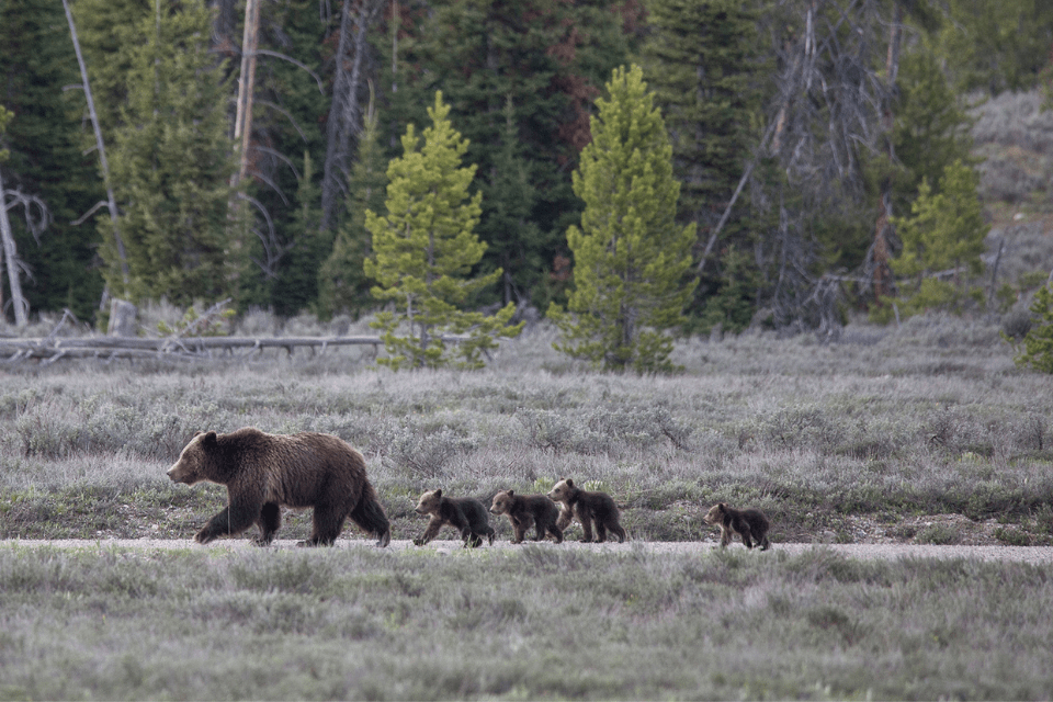 The famous mother and her four cubs at Pilgrim Creek in May of 2020. Photo: Nick Sulzer // Buckrail