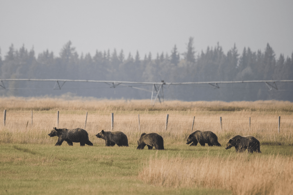 A recent spotting of 399 and her grown cubs near HWY 22. Photo: Nick Sulzer // Buckrail