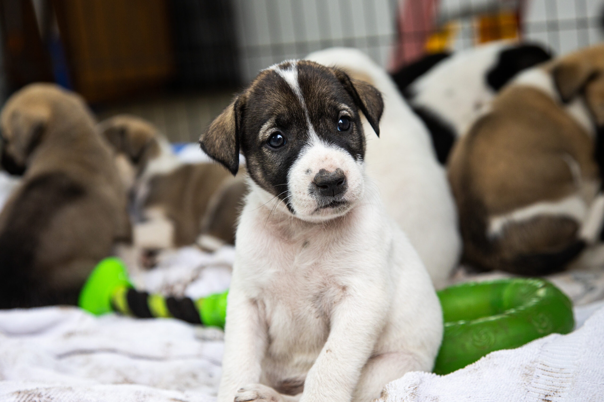 Puppies currently up for adoption. Fill out your application today! Photo: Ben Dann
