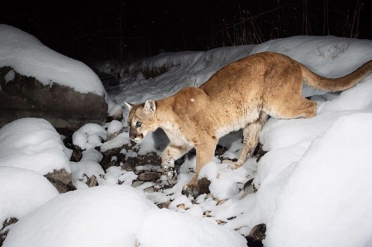 Photo: Savannah Rose // @savannahrosewildlife