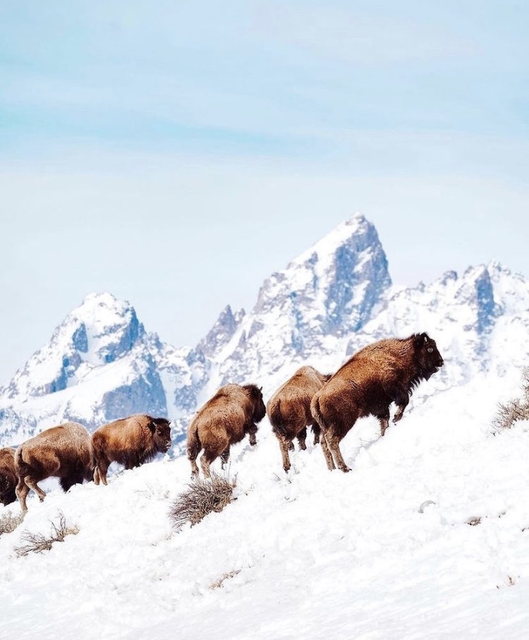 Photo: Della Frederickson // @dellpickles