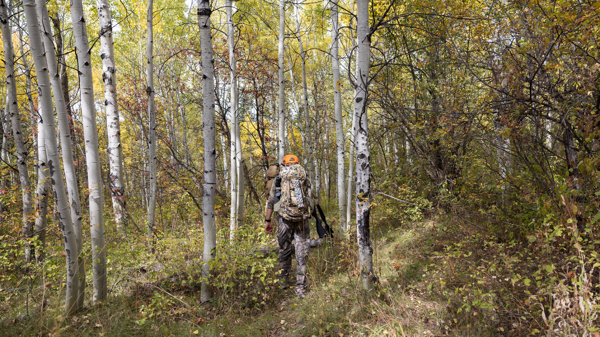 As hunting season nears, consider CWD, bear activity