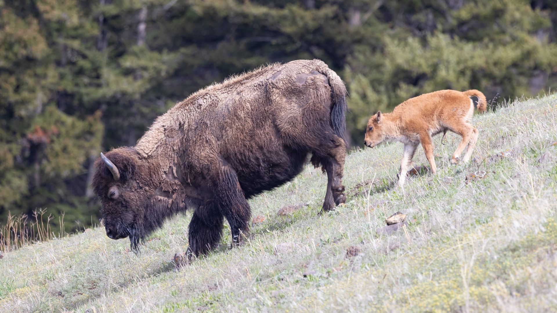 SNAPPED: Get familiar with baby animal names in Grand Teton