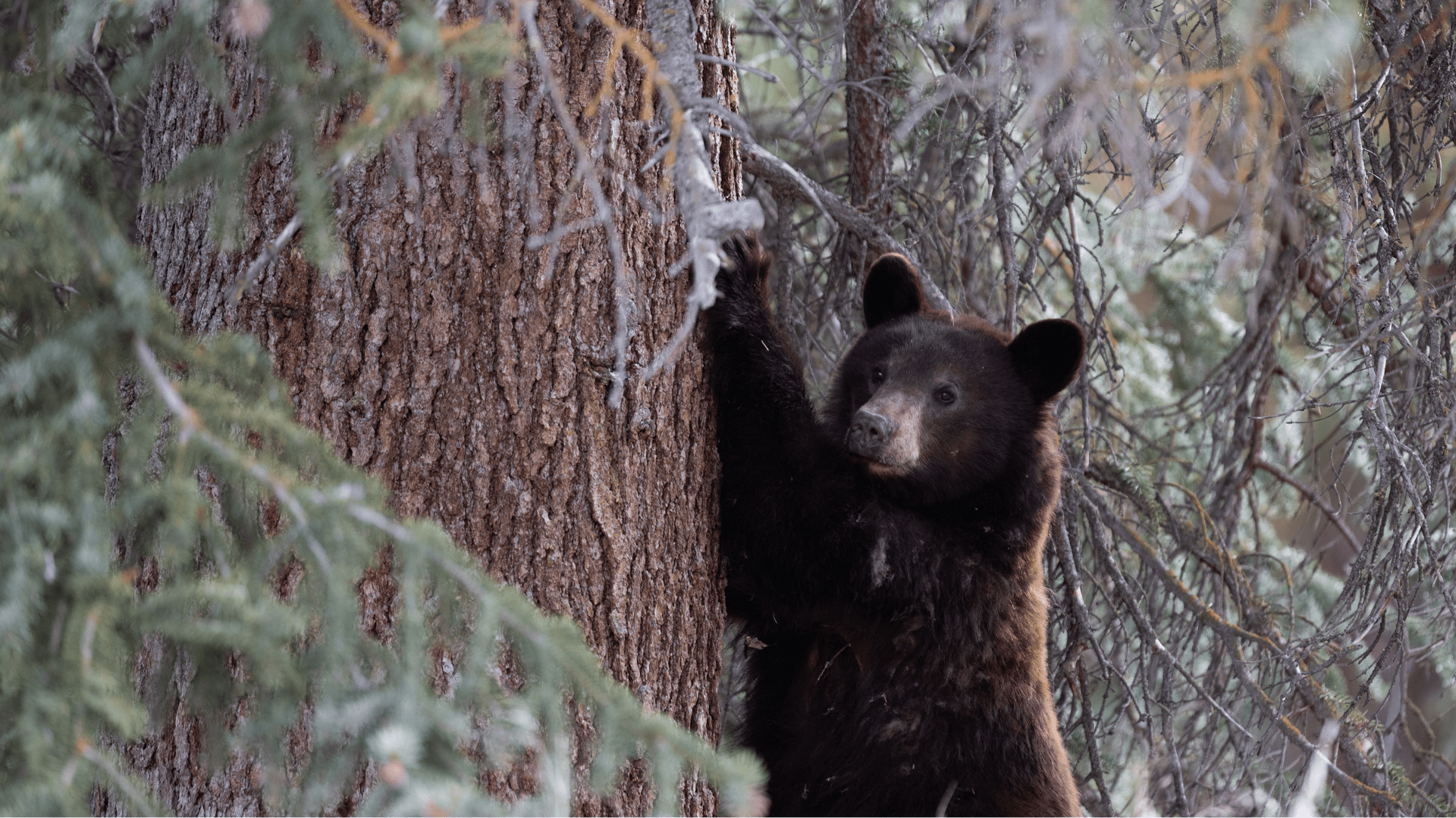 Expanded Bear Conflict Zone is in effect, bear-resistant containers required