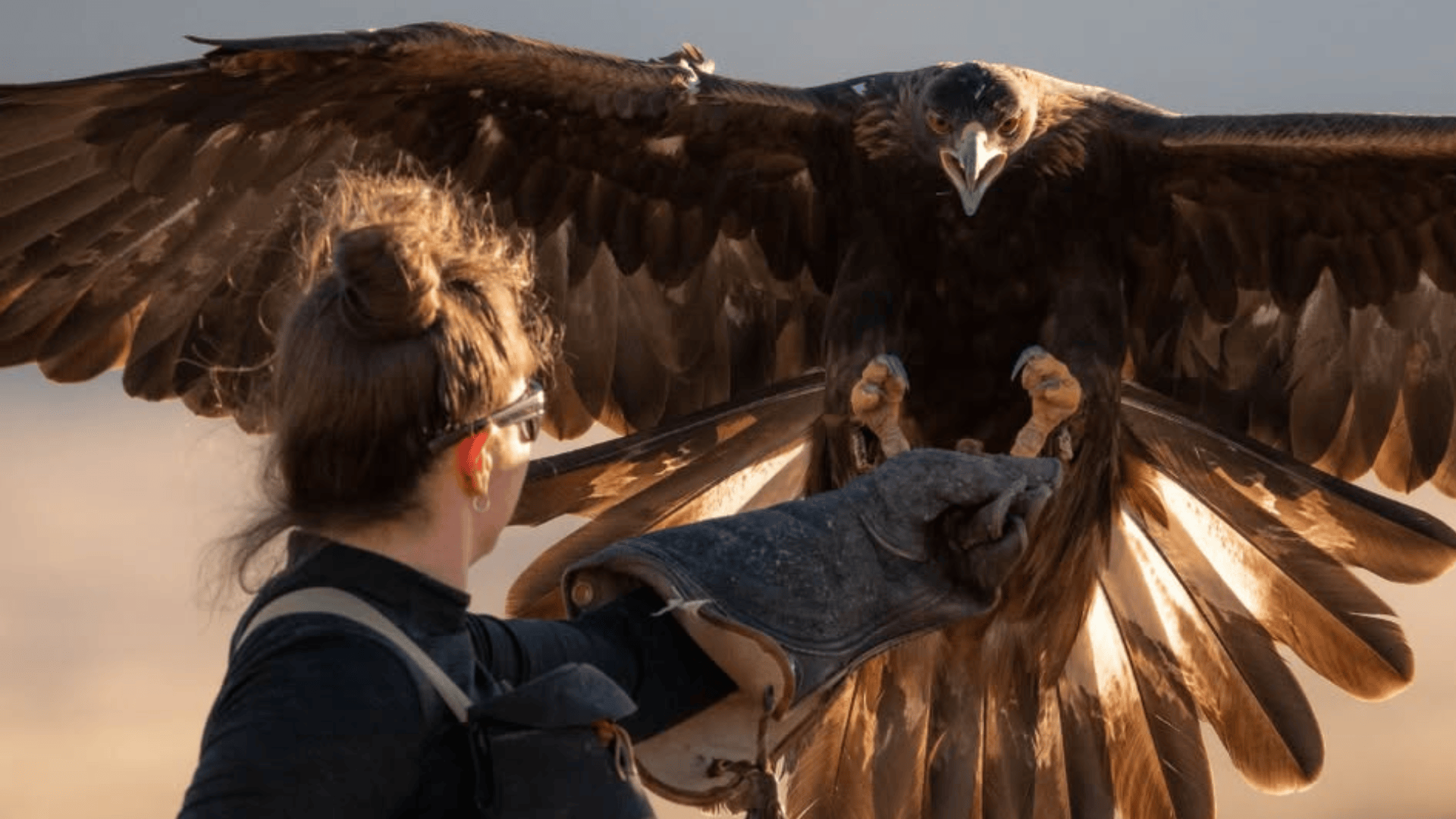 Golden eagle conservationist to speak at free 'Featherside Chat' at Raptor Center