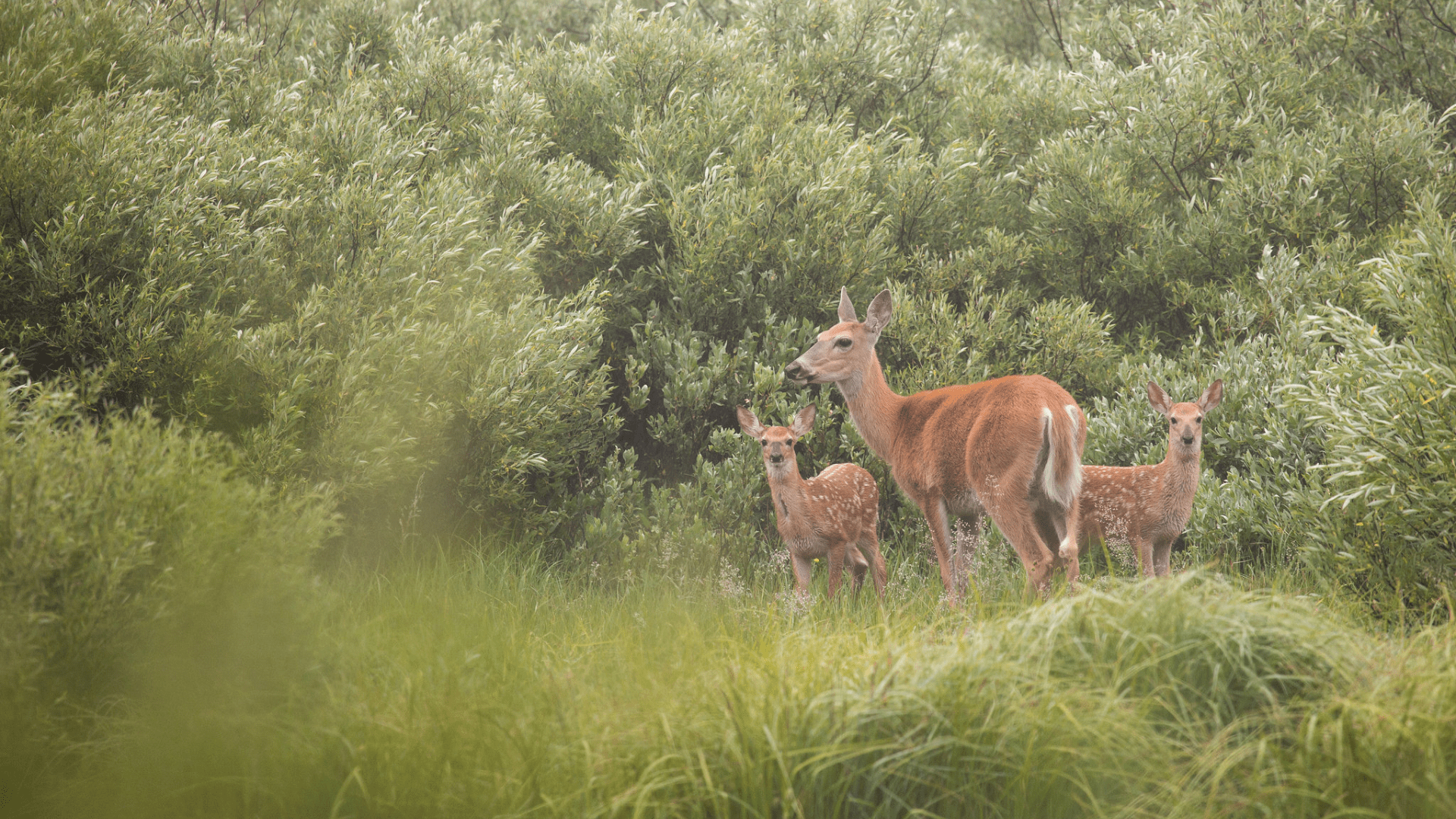 SNAPPED: Deer fawns are out and about