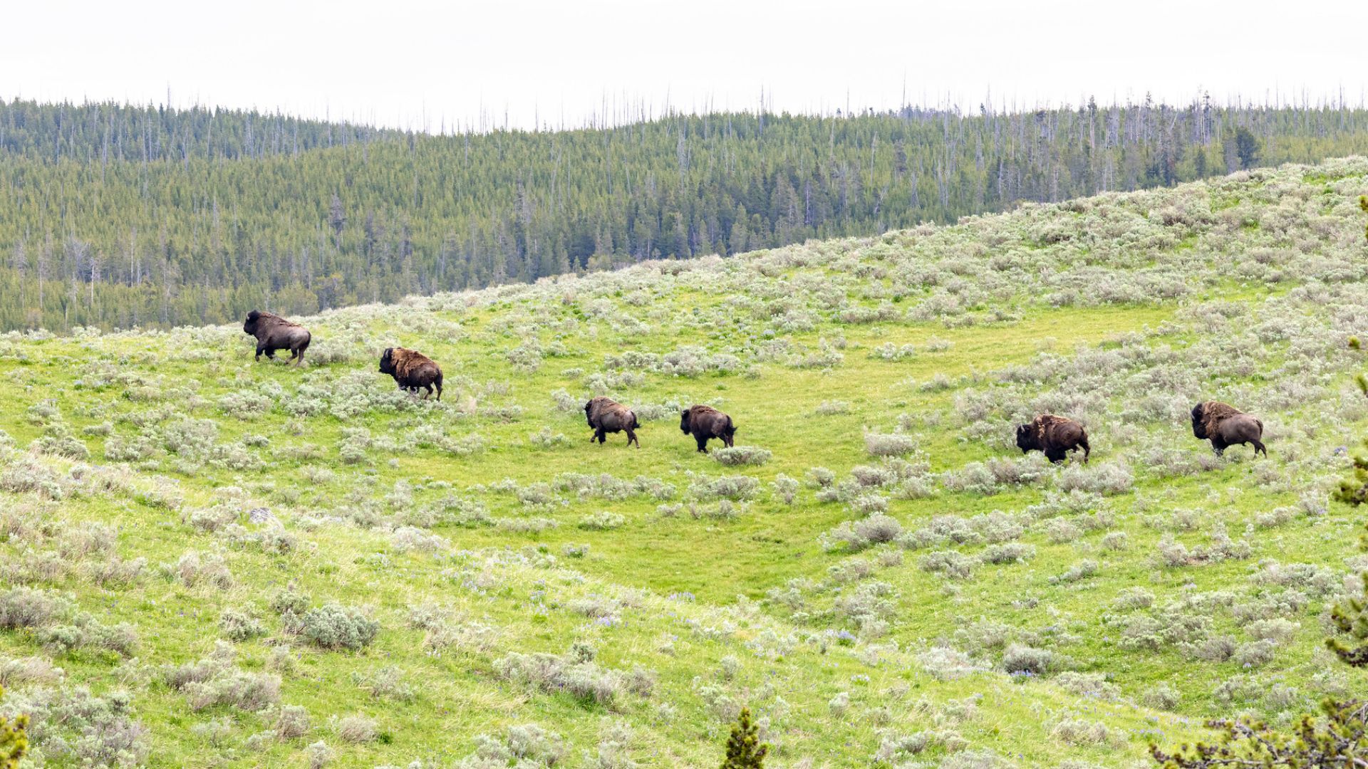 Interior Dept. blocks $428k for cultural resource projects in Yellowstone