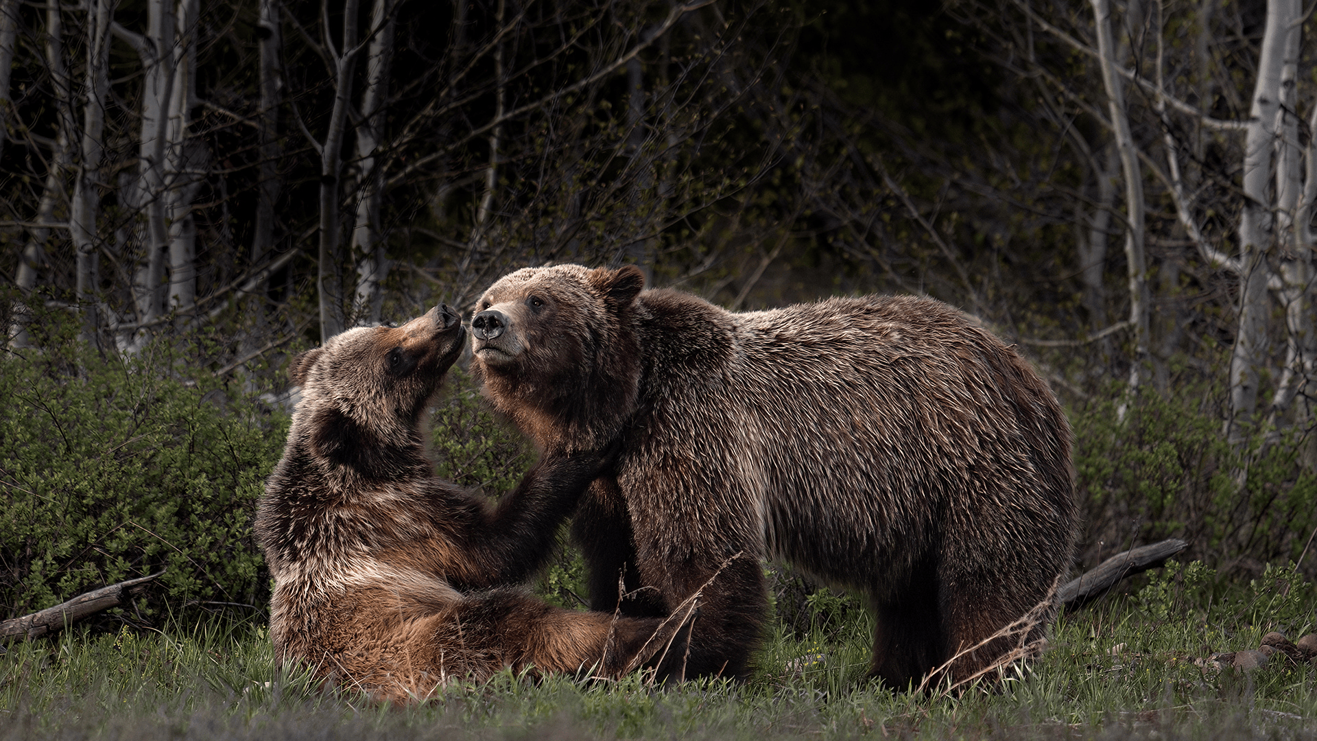 Grizzly 399 documentary ‘399 Forever’ arrives on Amazon Prime Video on Oct. 16