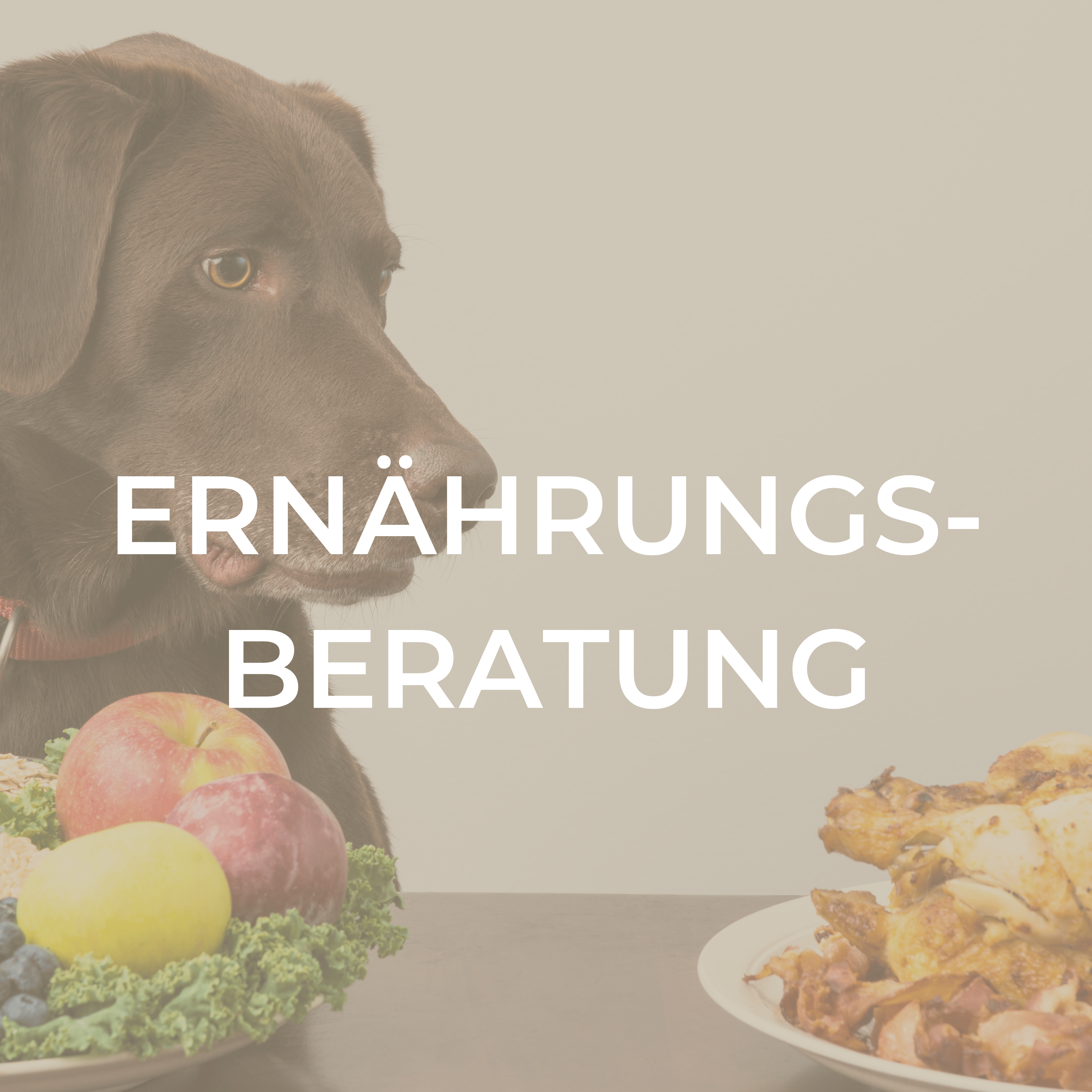 Ernährungsberatung Hund Lisa Ringelstein