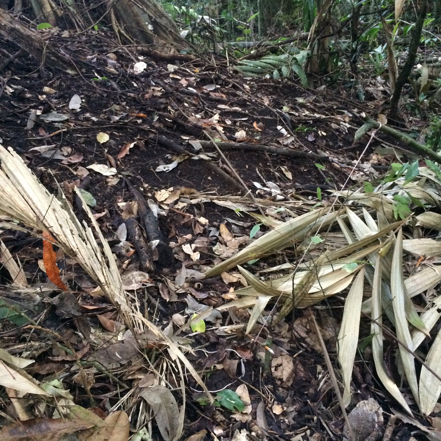 Look closely, here's one of the snare traps that was set up around the mound!