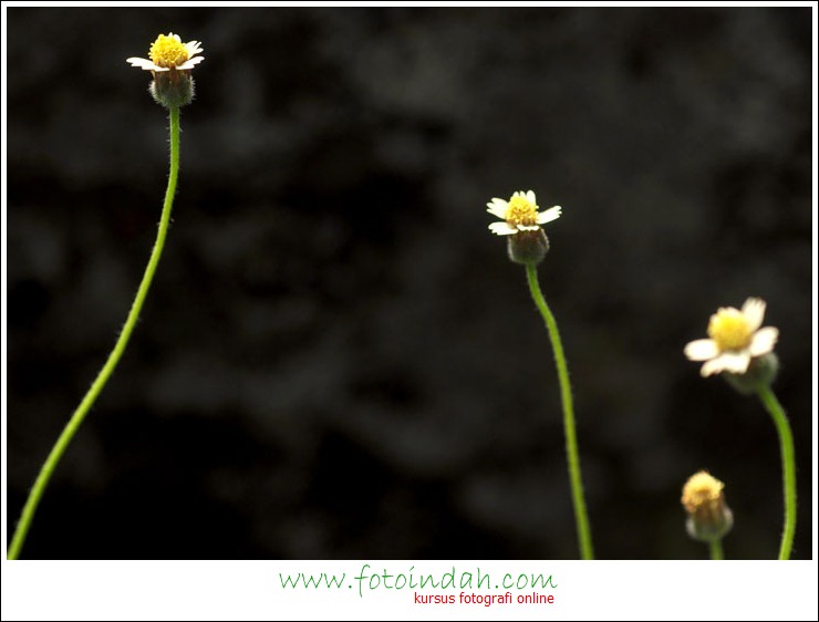 Dapatkan Gambar Cara Terbaik Memotret Keindahan Bunga Teknik Fotografi Dan Terupdate oleh Lampunghits.com