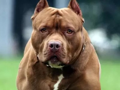 Joven atacada por un pitbull en Alto Comedero: sufrió graves heridas y fue hospitalizada